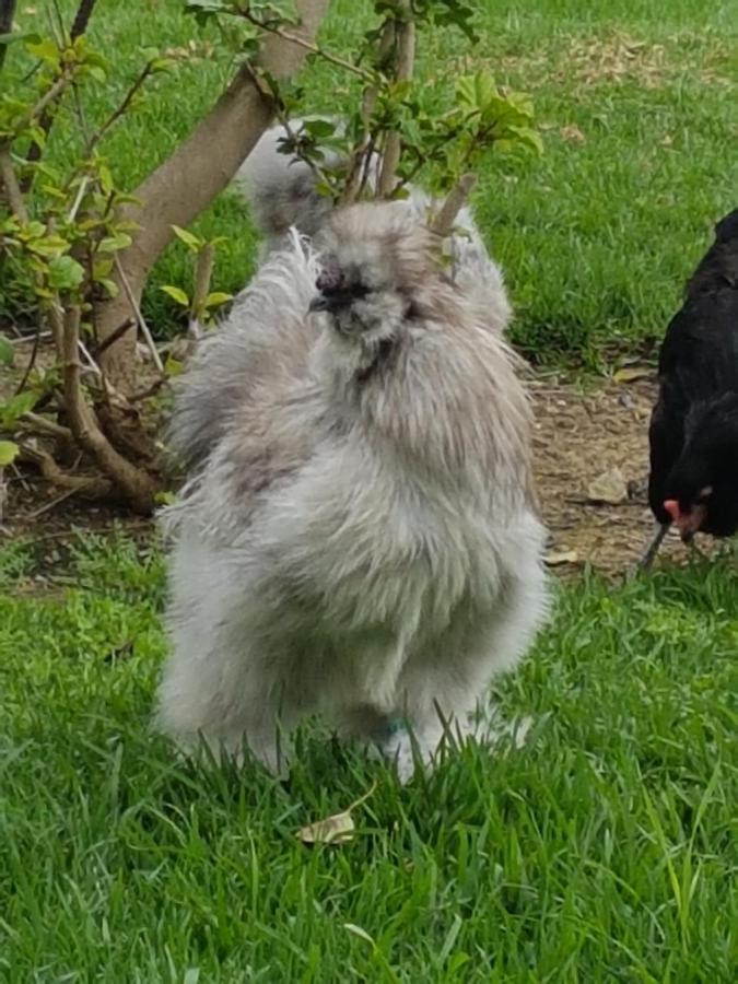 Finca La Gallina Blanca Alhaurín el Grande Esterno foto